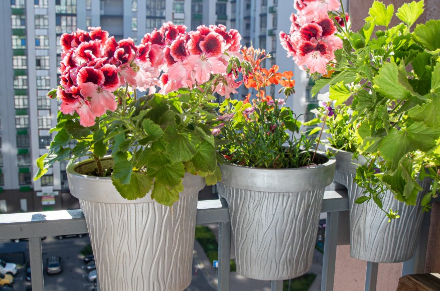 עיצוב גינת מרפסת