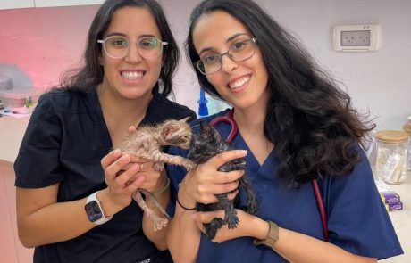 סטודנטיות לרפואה בשירות הווטרינרי בלוד הצילו שני גורי חתולים מכוסים בדבק