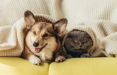 צעצועי לעיסה לכלבים, חטיפים לכלבים במבצע