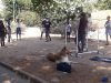 יוזמה: חוג טיפול בכלבים לילדי הדיור הציבורי בשכונות הותיקות בלוד