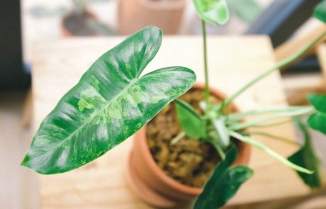 הפתרונות המושלמים לעיצוב הבית עם כדים וצמחים