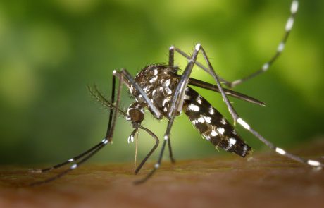 קוטל יתושים מומלץ או שיותר נכון להגיד קוטל יתושות