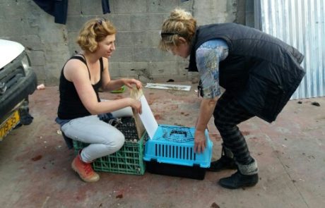 מבצע עיקור וסירוס של 1200 חתולי רחוב בלוד